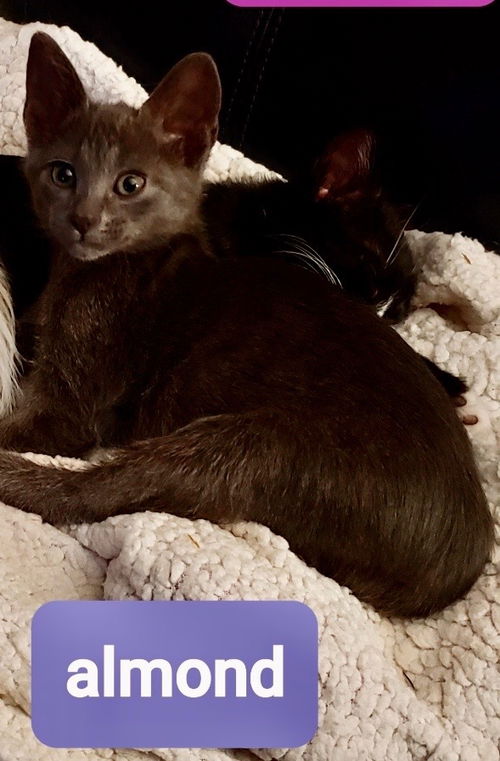 Almond