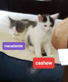 Cashew