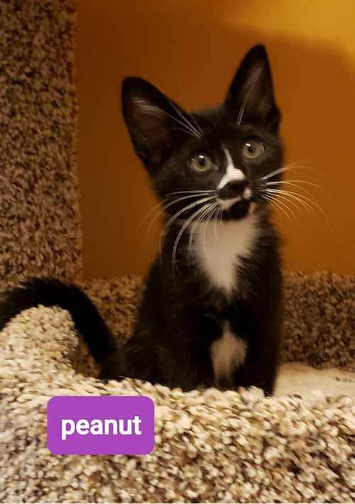 Peanut