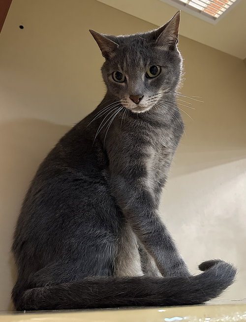 Papi, Adult Domestic Short Hair / Mixed (short coat), cat for adoption in Altamonte Springs, Florida