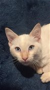 Frankie the Flamepoint Siamese