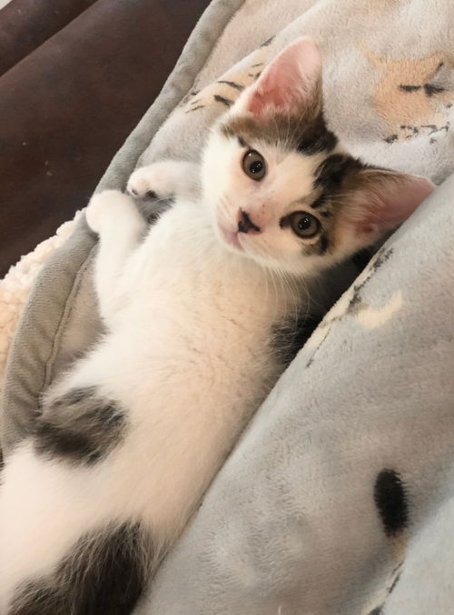 Peeta
