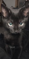 Kylo