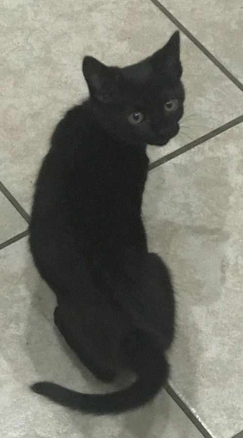 Kylo