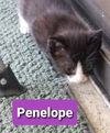 Penelope