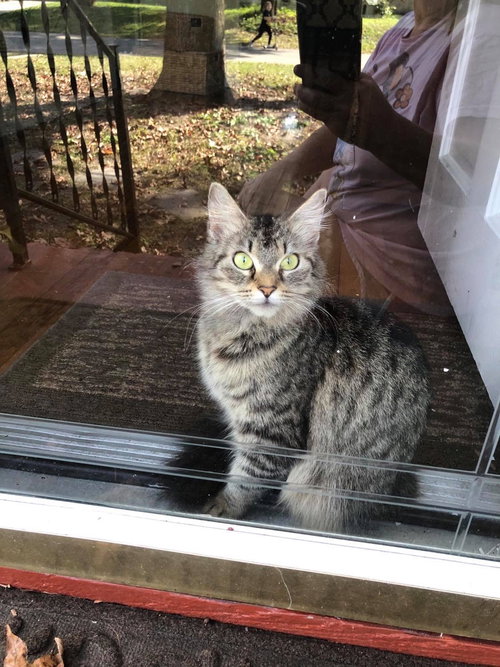 Miss Kitty