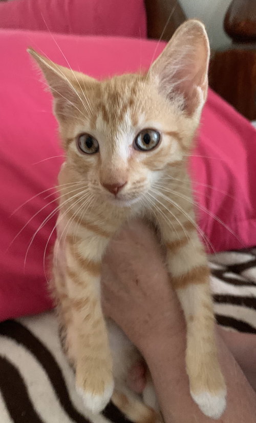 Butterscotch the Sweetheart