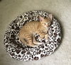 Butterscotch the Sweetheart
