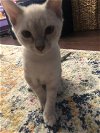 Milo the Siamese Kitten