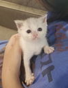 Mia the Siamese Mix Kitten