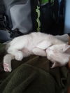 Mia the Siamese Mix Kitten