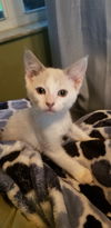 Mia the Siamese Mix Kitten