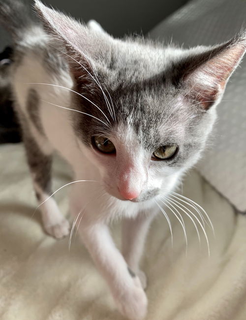 Amelia