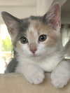 Priscilla