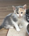 Priscilla