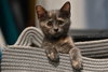 Mitzi