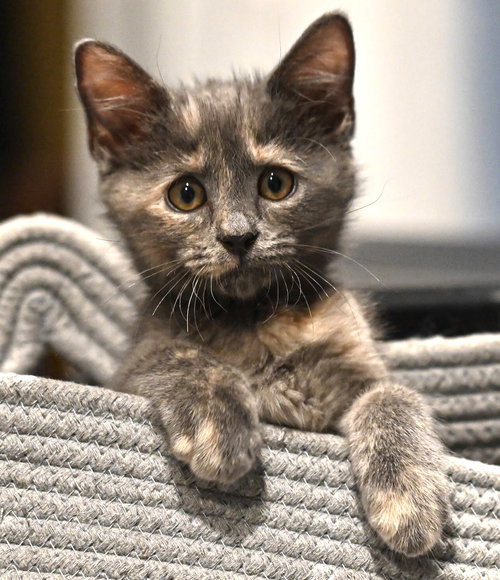 Mitzi