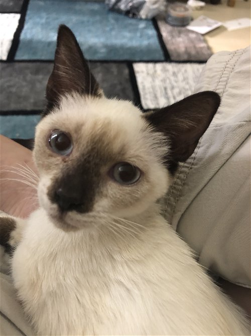 Indra the Siamese baby