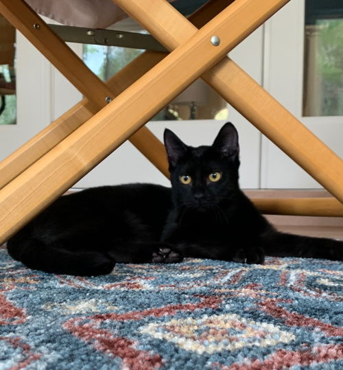 Jellybean