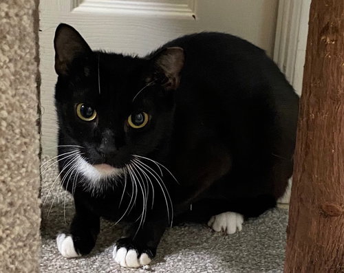 Buttercup the Tuxedo Beauty
