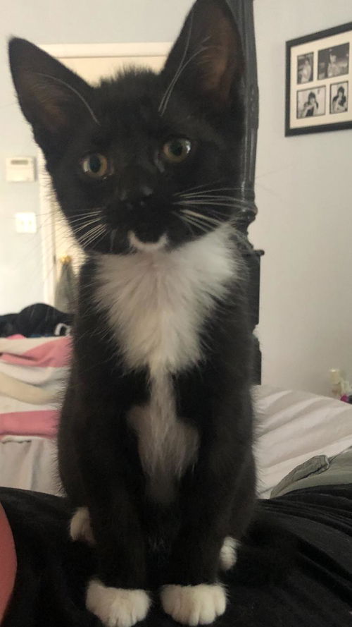 Duchess