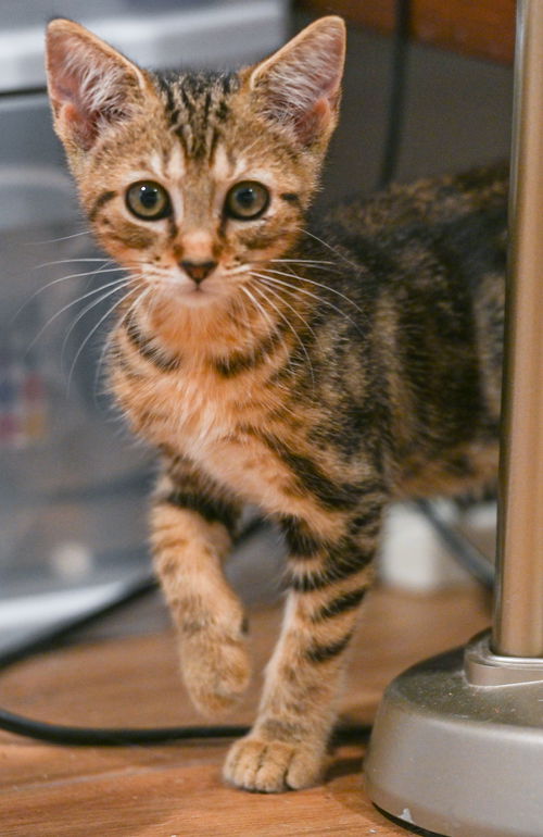 Demelza
