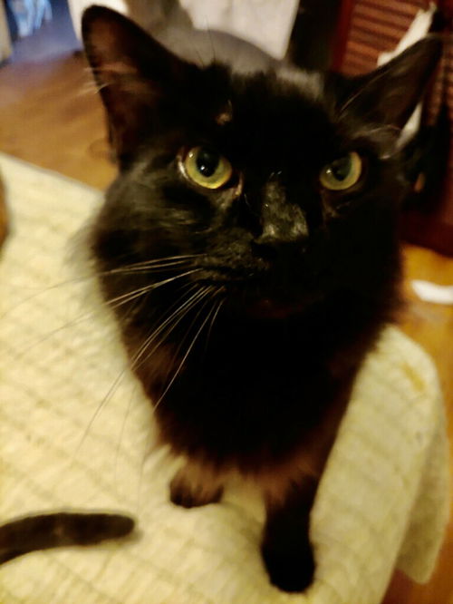 Samson
