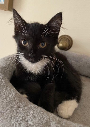 Tuxie