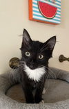 Tuxie