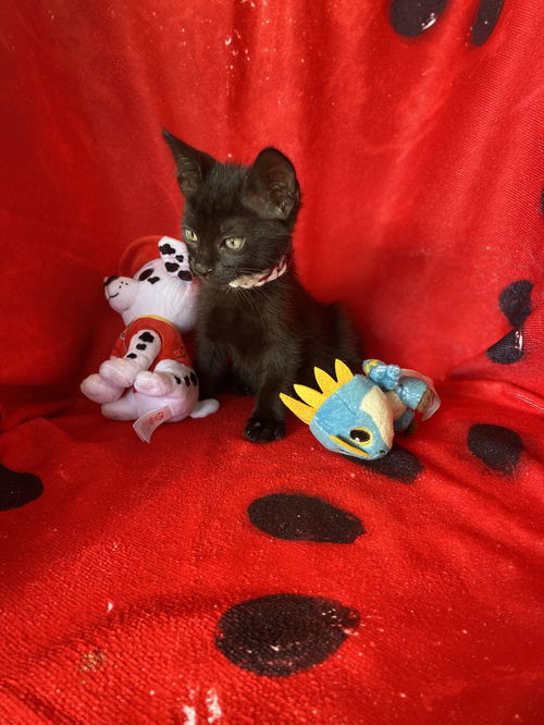 Salem