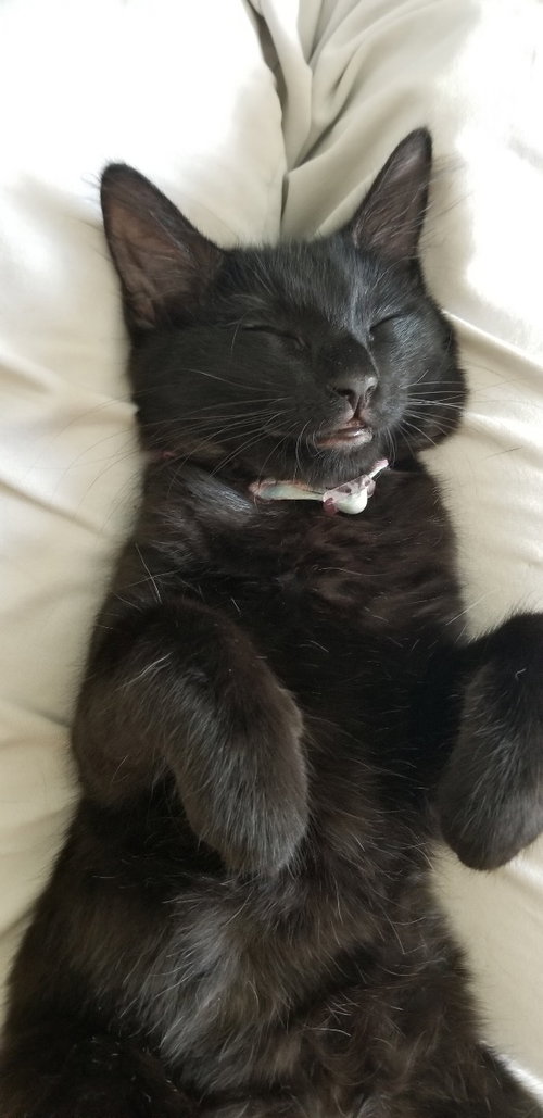 Mr. Whiskers