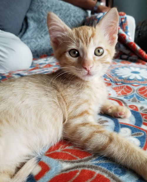 Katie Kat