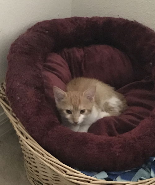 Rocky the Bobtail Manx Kitten