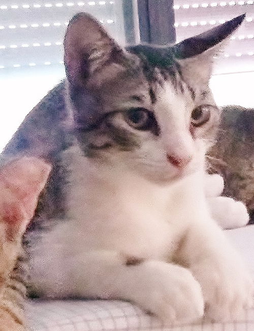 Oreo