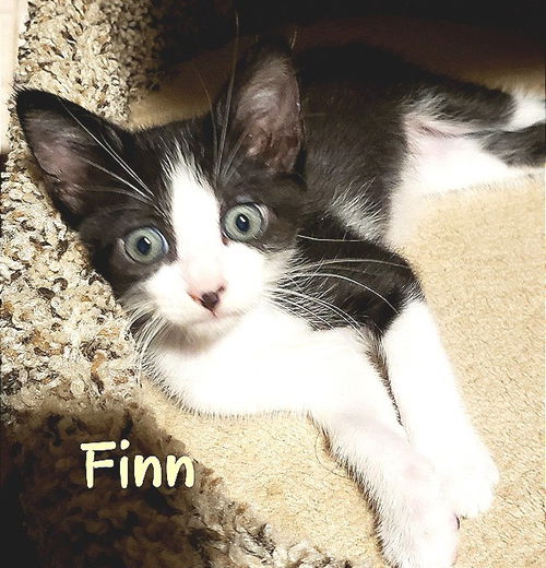 Finn