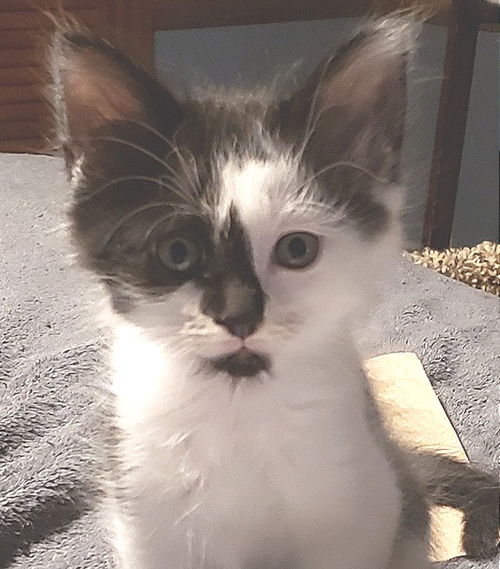 Domino