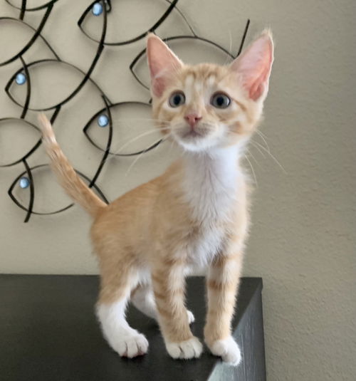 Tangerine