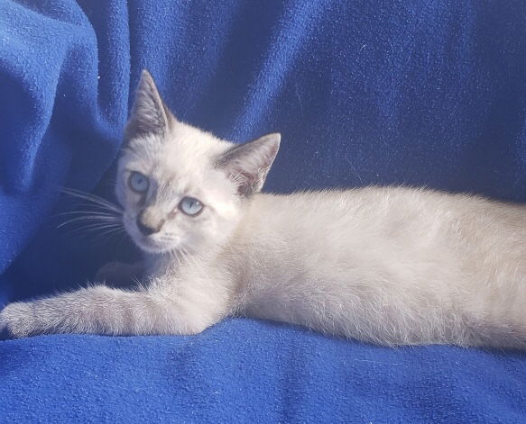 Lilac lynx point store siamese