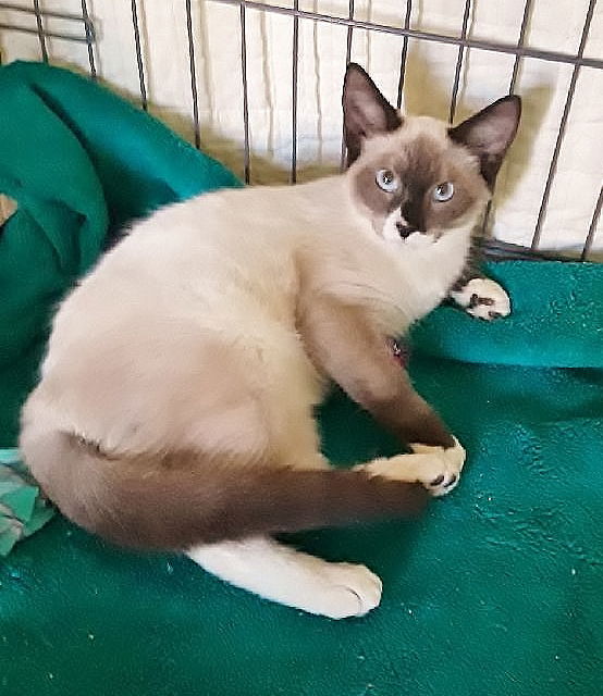 Snowshoe siamese 2024