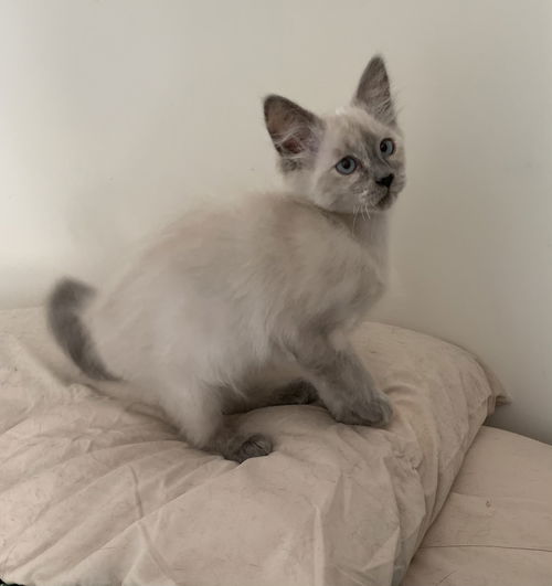 Vanilla Bean