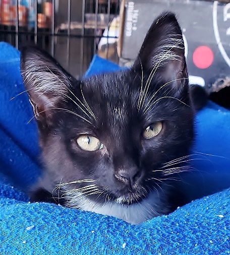 Oreo