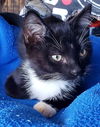Oreo