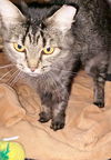 Seraphina