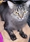 Seraphina
