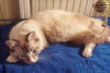 Christian the Lilac Point Siamese