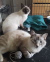 Christian the Lilac Point Siamese