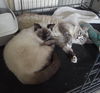 Simba the Chocolate Point Siamese