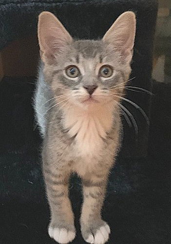 Allie Grey