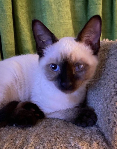 Dexter the Seal Point Siamese