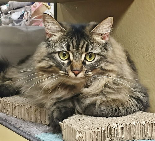 Cara